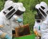 Maine-et-Loire. Cette commune propose des séances pour s’initier à l’apiculture