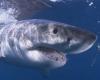 Un requin blanc mesurant plus de trois mètres observé au large des côtes varoises