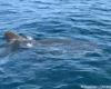 le pêcheur qui a aperçu un grand requin blanc près de Porquerolles témoigne