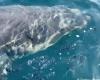 Dans le Var, un grand requin blanc aperçu au large près de Porquerolles