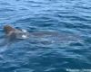 un expert azuréen évoque l’apparition d’un grand requin blanc dans les eaux de Porquerolles