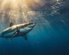 Un grand requin blanc a été filmé à proximité de ce site prisé des vacanciers en Méditerranée et c’est une bonne nouvelle !