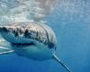 Var. Un grand requin blanc observé près des îles de Porquerolles et Port-Cros