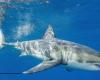 un requin blanc observé au large de Porquerolles