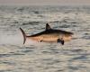 un grand requin blanc aperçu au large de Porquerolles