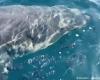 Un grand requin blanc observé en Méditerranée, au large du Var