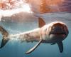 Un grand requin blanc d’environ 4 mètres de long, filmé au large des îles de Porquerolles et Port-Cros dans le Var