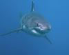 Un requin blanc aperçu au large de la Méditerranée à Porquerolles