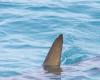 Un grand requin blanc de 4 mètres observé au large du Var