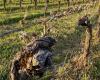 750 hectares de vignes seront arrachés – Medialot