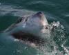 Un grand requin blanc photographié par un pêcheur dans le Var, un événement rarissime en Méditerranée