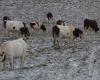 Lamoura. La neige fait une timide apparition sur le haut Jura