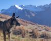 la maîtresse du chien tué par un éclaireur-loup appelle à un changement des règles lors des prélèvements d’échantillons