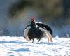 suspension de la chasse aux galliformes