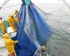 Pêche dans la Manche. Un accord sur une technique de pêche a été trouvé entre Français, Belges et Néerlandais