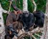 La migration, moteur du développement culturel des chimpanzés