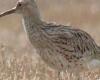 Un oiseau vu pour la dernière fois au Maroc a été confirmé éteint