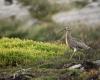 Une étude confirme la disparition du Courlis à bec grêle, oiseau migrateur observé pour la dernière fois au Maroc