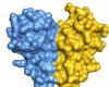 ADAR1, une enzyme dont l’association par paires influence l’édition de l’ARN