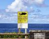 Réunion. L’apparition d’un requin entraîne une évacuation en pleine compétition de surf