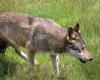 un veau de deux jours et demi tué par un loup