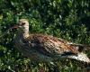 première disparition d’une espèce continentale d’oiseau en Europe – Libération