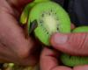 le kiwi, une cure de vitamines pour l’hiver