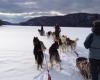 Ottawa présente ses excuses aux Inuits du Nunavik pour le massacre « massif » de chiens de traîneau