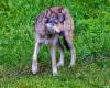 En Valais, sur 27 loups, 11 ont été tués à tort