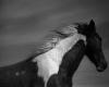 Jane Evelyn Atwood : Chevaux