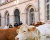 plus d’une centaine d’agriculteurs érigent un mur devant l’entrée d’Inrae