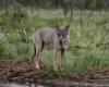 Le loup perd son statut d’espèce hautement protégée en Europe