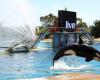 Le Marineland d’Antibes prévoit une « fermeture définitive » le 5 janvier en raison d’une loi interdisant les spectacles de cétacés