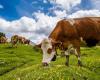 La solution au méthane polluant émis par les vaches se trouve au fond de l’océan