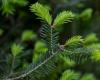 La sécheresse et la chaleur menacent l’avenir des sapins baumiers