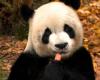 ​​l’incroyable impact des pandas pour Pairi Daiza et le tourisme wallon