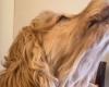 Ce chien chante dès qu’il entend sa chanson préférée d’Edith Piaf (vidéo)