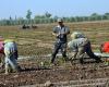 L’absence de pluie complique la situation des agriculteurs de la région Fès-Meknès (vidéo)