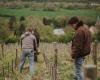 quand la vigne prend racine au pays du cidre