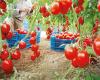 Le Maroc cède sa place de premier fournisseur de tomates à l’Espagne