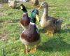 Guerre des canards au #Laveu : rillettes ou tranquillité ?